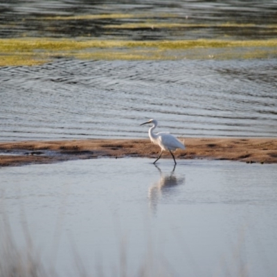 Egretta garzetta (Little Egret) at Eden, NSW - 8 Oct 2013 by kelpie