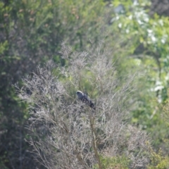 Artamus cyanopterus (Dusky Woodswallow) at Eden, NSW - 19 Oct 2013 by kelpie