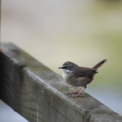 Sericornis frontalis (White-browed Scrubwren) at Eden, NSW - 21 Oct 2013 by kelpie