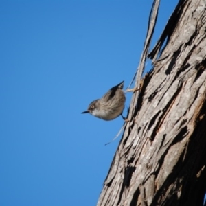 Daphoenositta chrysoptera at Lake Curalo - 17 Jun 2014 12:00 AM