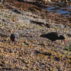 Haematopus fuliginosus (Sooty Oystercatcher) at Green Cape, NSW - 12 Sep 2006 by robndane