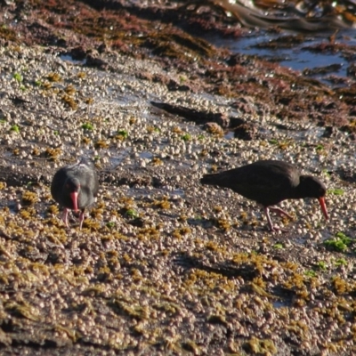 Haematopus fuliginosus (Sooty Oystercatcher) at Green Cape, NSW - 12 Sep 2006 by robndane