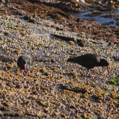 Haematopus fuliginosus (Sooty Oystercatcher) at Ben Boyd National Park - 11 Sep 2006 by robndane