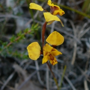 Diuris pardina at Green Cape, NSW - 31 Aug 2011