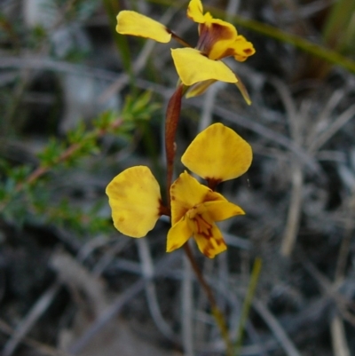 Diuris pardina (Leopard Doubletail) at Ben Boyd National Park - 31 Aug 2011 by GlendaWood