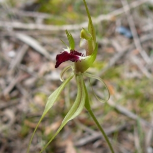 Caladenia tentaculata at Wonboyn, NSW - suppressed