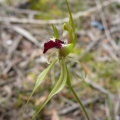 Caladenia tentaculata (Green Comb, Fringed Spider Orchid) at Nadgee Nature Reserve - 2 Oct 2011 by GlendaWood