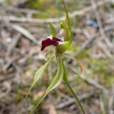 Caladenia tentaculata (Fringed Spider Orchid) at Wonboyn, NSW - 2 Oct 2011 by GlendaWood