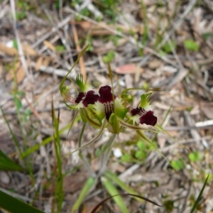 Caladenia tentaculata at Wonboyn, NSW - suppressed