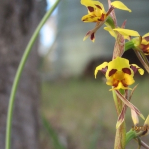 Diuris sulphurea at Wolumla, NSW - 14 Oct 2013