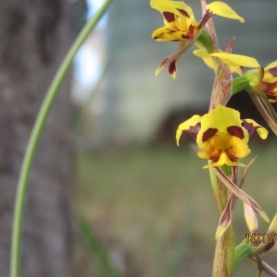 Diuris sulphurea (Tiger Orchid) at Wolumla, NSW - 13 Oct 2013 by PatriciaDaly