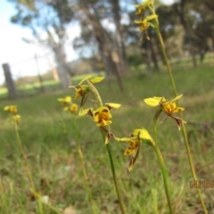 Diuris sulphurea at Wolumla, NSW - 14 Oct 2013