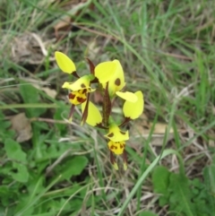 Diuris sulphurea at Wolumla, NSW - 14 Oct 2013