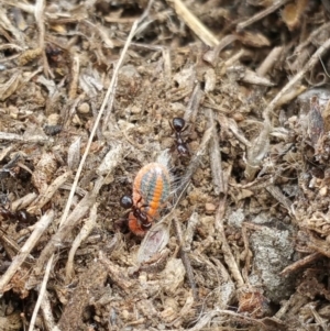 Monophlebulus sp. (genus) at Jerrabomberra, ACT - 5 Oct 2018