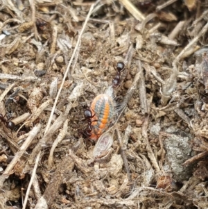 Monophlebulus sp. (genus) at Jerrabomberra, ACT - 5 Oct 2018