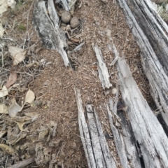 Papyrius nitidus (Shining Coconut Ant) at Jerrabomberra Grassland - 4 Oct 2018 by nath_kay