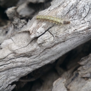 Uraba lugens at Jerrabomberra, ACT - 5 Oct 2018