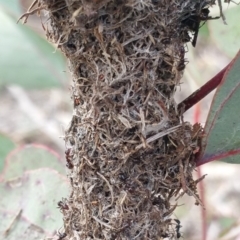 Papyrius nitidus (Shining Coconut Ant) at Jerrabomberra Grassland - 5 Oct 2018 by nath_kay