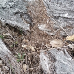 Papyrius nitidus (Shining Coconut Ant) at Jerrabomberra, ACT - 5 Oct 2018 by nathkay