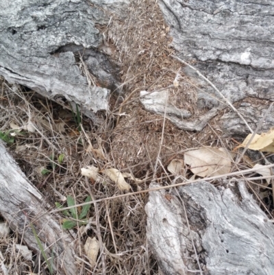 Papyrius nitidus (Shining Coconut Ant) at Jerrabomberra Grassland - 5 Oct 2018 by nath_kay