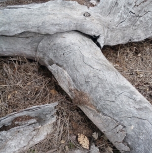 Papyrius nitidus at Jerrabomberra, ACT - suppressed