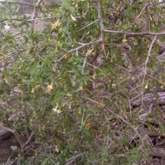 Lycium ferocissimum (African Boxthorn) at Jerrabomberra Grassland - 5 Oct 2018 by Mike