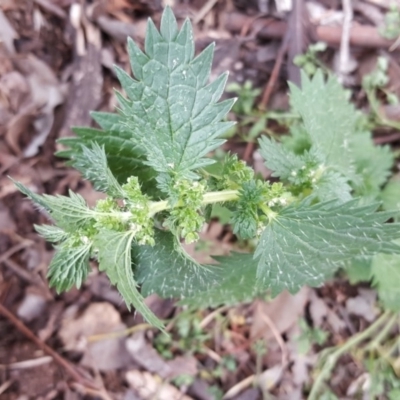 Urtica urens (Small Nettle) at Jerrabomberra, ACT - 5 Oct 2018 by Mike