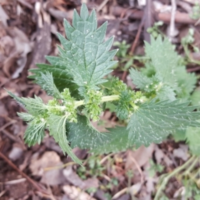 Urtica urens (Small Nettle) at Jerrabomberra Grassland - 5 Oct 2018 by Mike