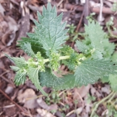 Urtica urens (Small Nettle) at Jerrabomberra, ACT - 5 Oct 2018 by Mike