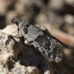 Meritastis lythrodana (A tortrix or leafroller moth) at Michelago, NSW - 21 Jun 2018 by Illilanga