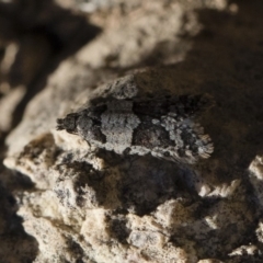 Meritastis lythrodana at Michelago, NSW - 21 Jun 2018