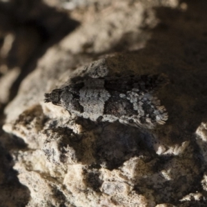 Meritastis lythrodana at Michelago, NSW - 21 Jun 2018