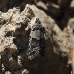 Meritastis lythrodana at Michelago, NSW - 21 Jun 2018 02:48 PM