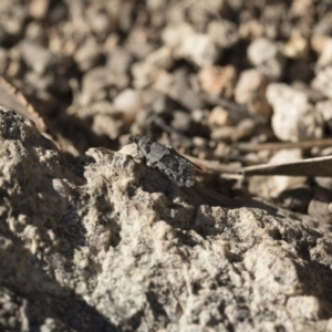 Meritastis lythrodana at Michelago, NSW - 21 Jun 2018 02:48 PM