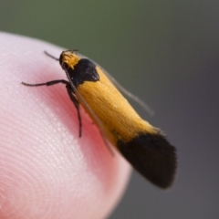 Merocroca automima at Michelago, NSW - 1 Nov 2017