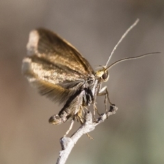 Merocroca automima at Michelago, NSW - 1 Nov 2017