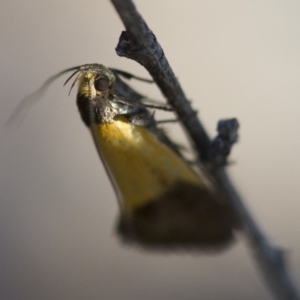 Merocroca automima at Michelago, NSW - 1 Nov 2017