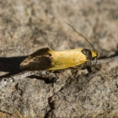 Merocroca automima at Michelago, NSW - 1 Nov 2017