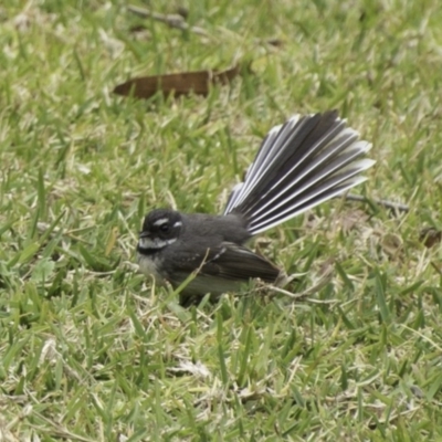 Rhipidura albiscapa (Grey Fantail) at Undefined - 5 Oct 2018 by IanS