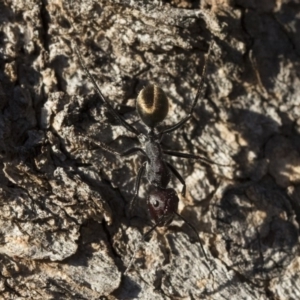 Camponotus suffusus at Michelago, NSW - 21 Jun 2018