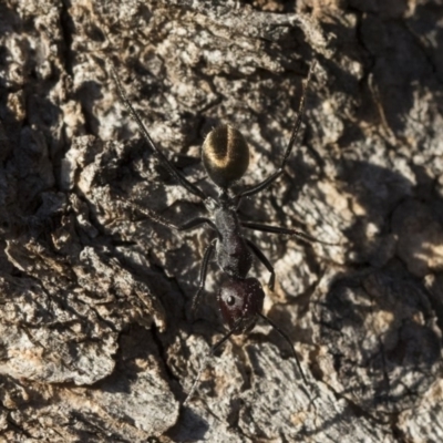 Camponotus suffusus (Golden-tailed sugar ant) at Illilanga & Baroona - 21 Jun 2018 by Illilanga