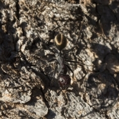 Camponotus suffusus (Golden-tailed sugar ant) at Michelago, NSW - 21 Jun 2018 by Illilanga