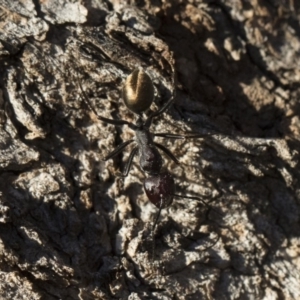 Camponotus suffusus at Michelago, NSW - 21 Jun 2018