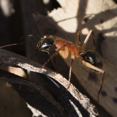 Camponotus nigriceps (Black-headed sugar ant) at Illilanga & Baroona - 21 Jun 2018 by Illilanga