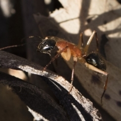 Camponotus nigriceps (Black-headed sugar ant) at Michelago, NSW - 21 Jun 2018 by Illilanga