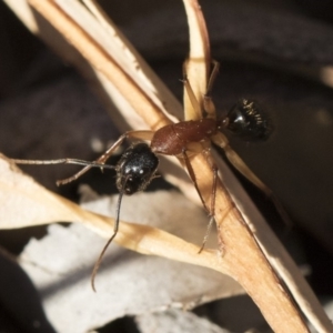 Camponotus nigriceps at Michelago, NSW - 21 Jun 2018