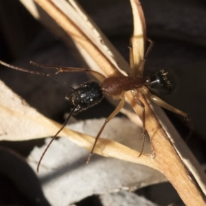 Camponotus nigriceps at Michelago, NSW - 21 Jun 2018