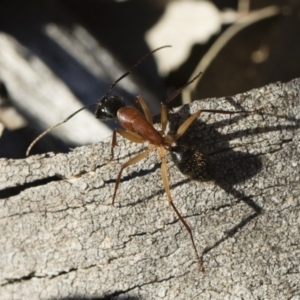 Camponotus nigriceps at Michelago, NSW - 21 Jun 2018