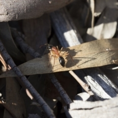 Camponotus nigriceps at Michelago, NSW - 21 Jun 2018