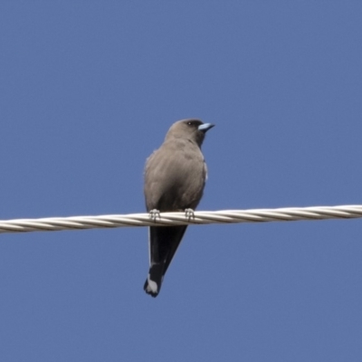 Artamus cyanopterus (Dusky Woodswallow) at Michelago, NSW - 23 Sep 2018 by Illilanga